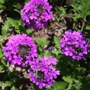 Foto de Verbena canadensis (Verbena canadensiss)