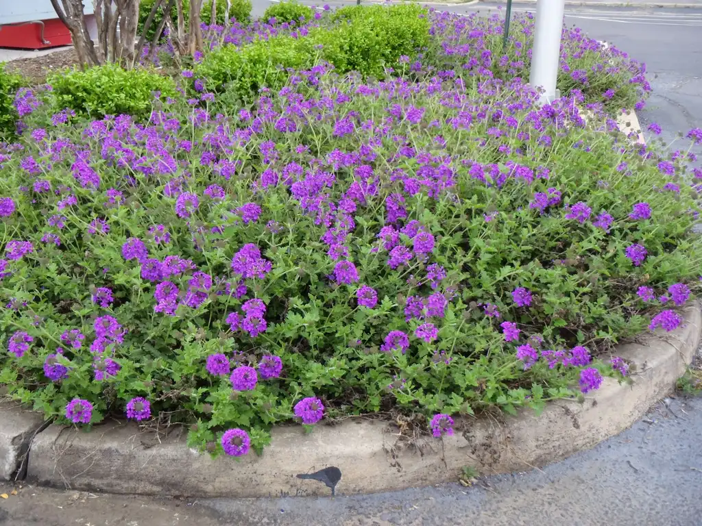 Foto de Verbena canadensis - 'Homestead Purple' Flower Form:Jim Robbins