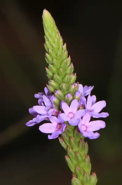 Foto de Verbena hastata (Verbena hastatas)