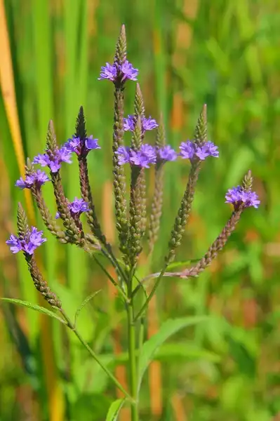 Foto de Verbena hastata (Verbena hastatas)