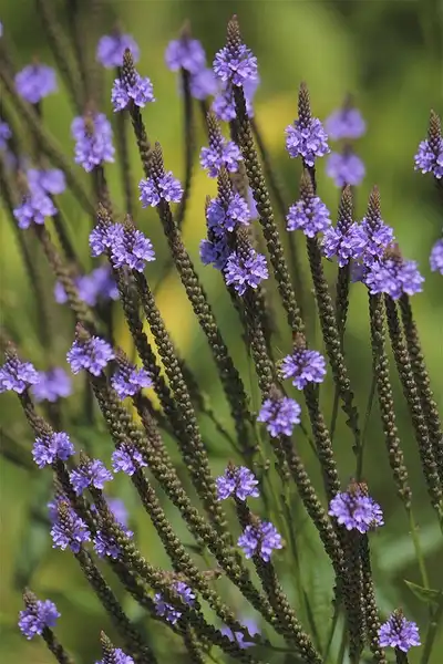 Foto de Verbena hastata - Flowers:Dan Mullen