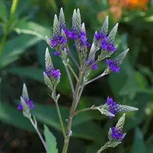 Foto de Verbena hastata - Flowers:Debbie Roos