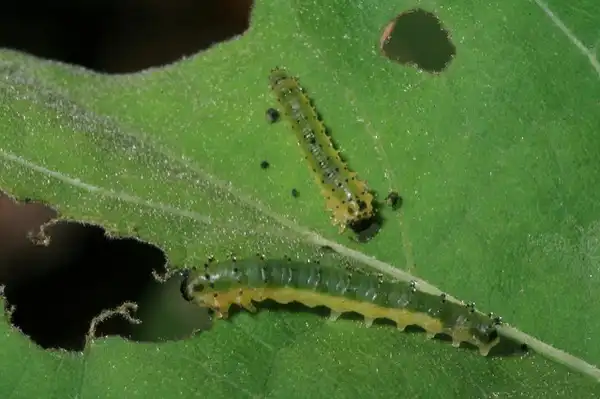 Foto de Verbena hastata - Caterpillars on leaves:John Bandaurer