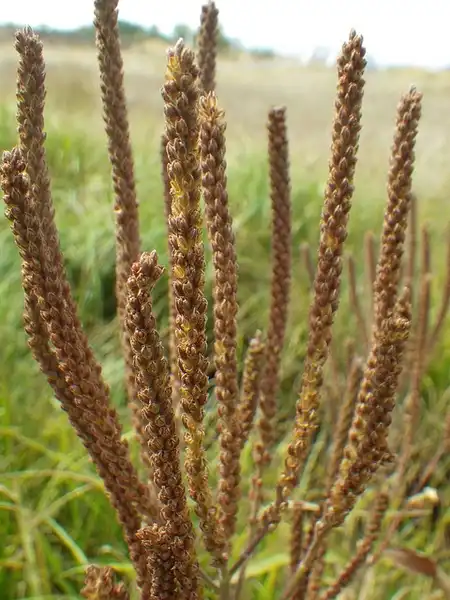 Foto de Verbena hastata - Fruit:Matt Lavin