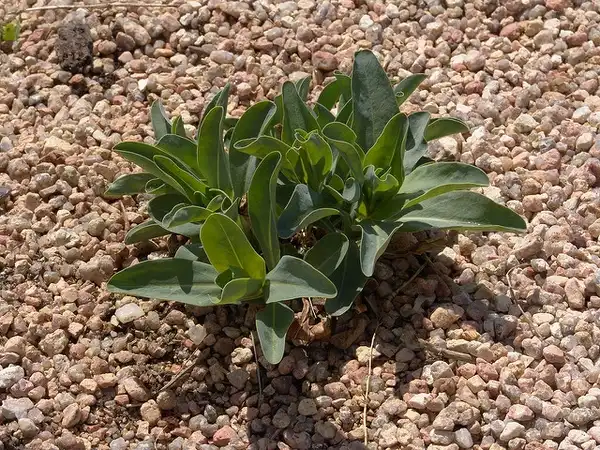 Foto de Verbena hastata - Spring growth:Drew Avery