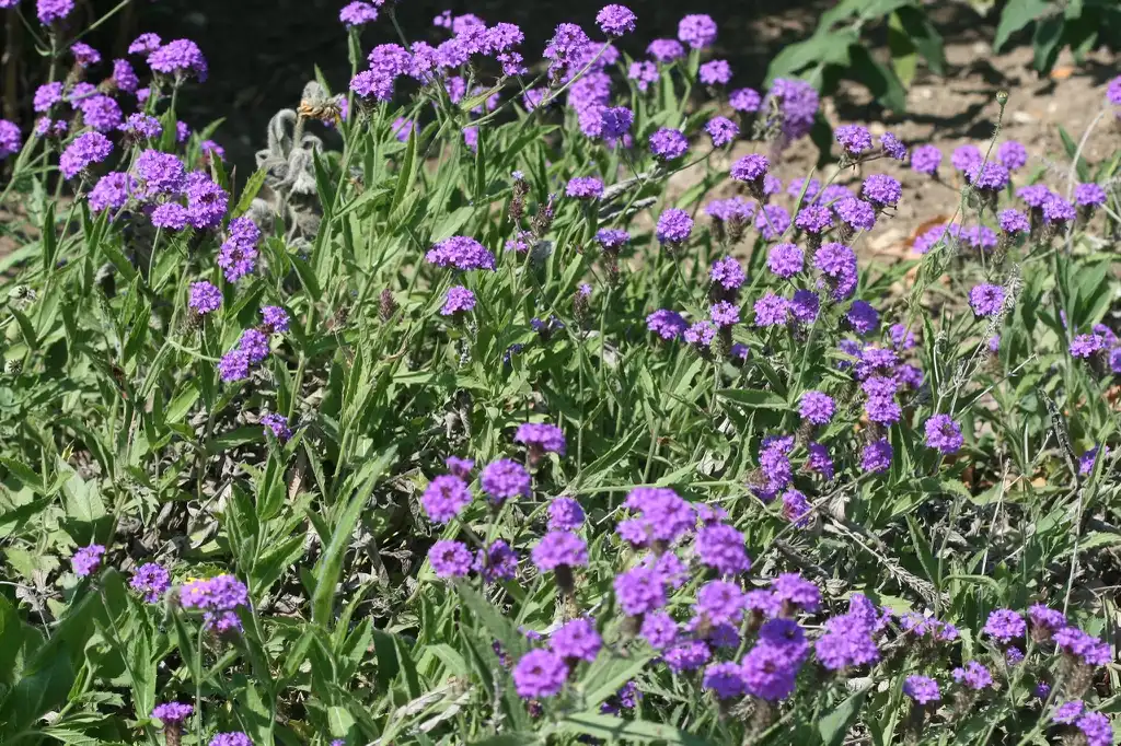 Foto de Verbena rigida (Verbena rigidas)