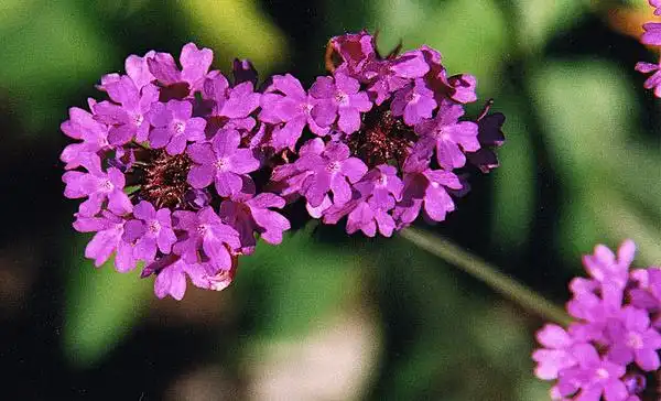 Foto de Verbena rigida (Verbena rigidas)