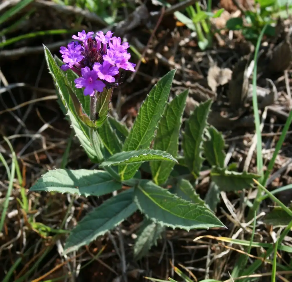 Foto de Verbena rigida - Leaves:GFDL