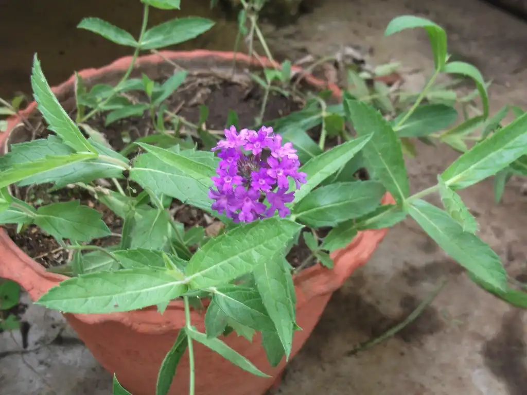 Foto de Verbena rigida - Flower in pot:Yercaud elango