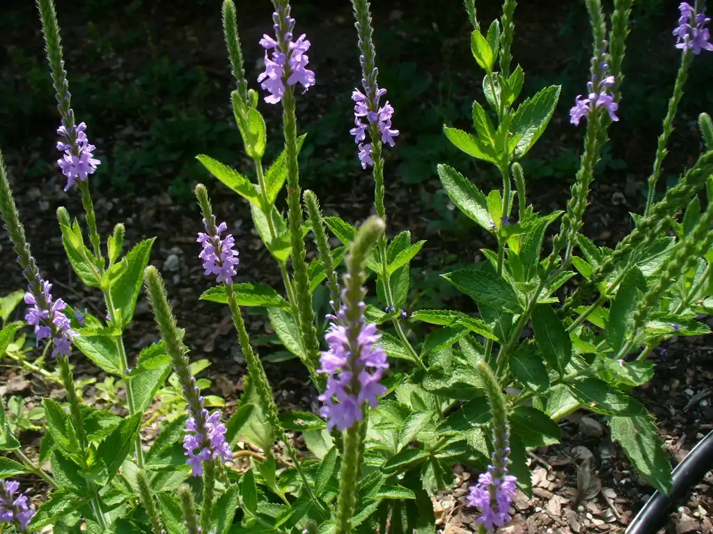 Foto de Verbena stricta (Verbena strictas)
