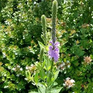 Foto de Verbena stricta (Verbena strictas)
