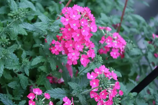 Photo of Verbena x hybrida (Verbena x hybridas)