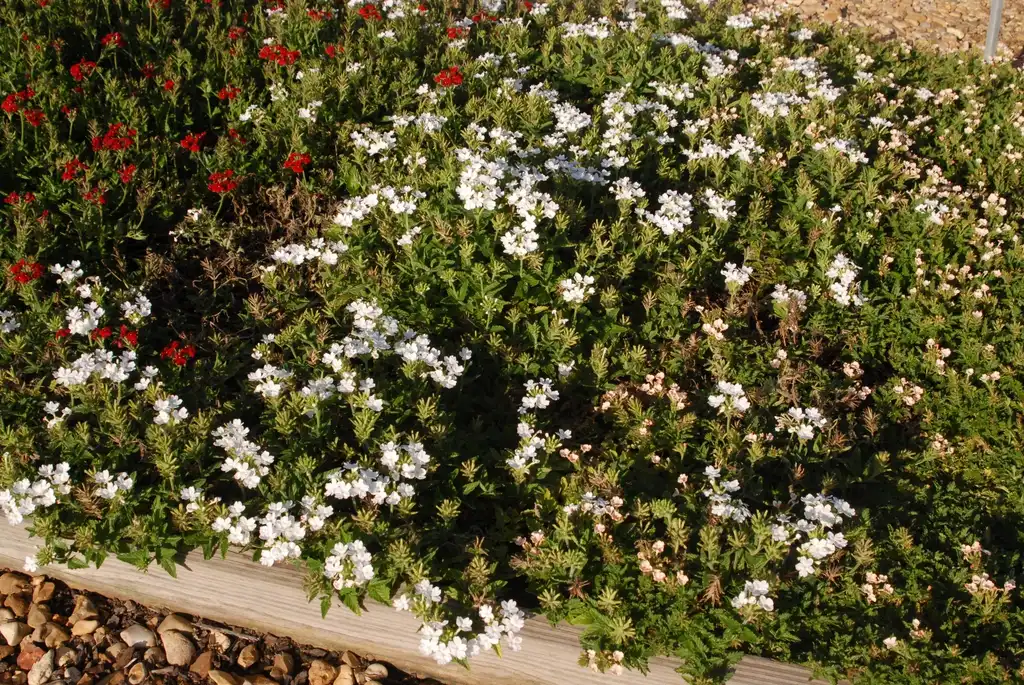 Photo of Verbena x hybrida (Verbena x hybridas)
