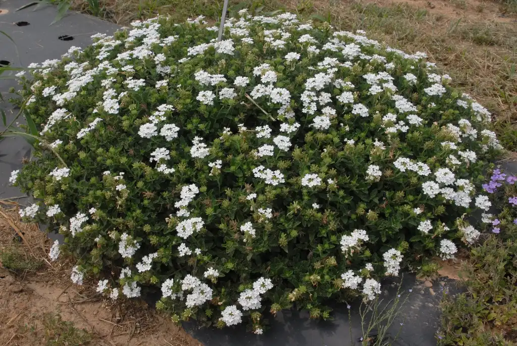 Photo of Verbena x hybrida - 'Superbena Royal Whitecap' Flower Form:Jim Robbins