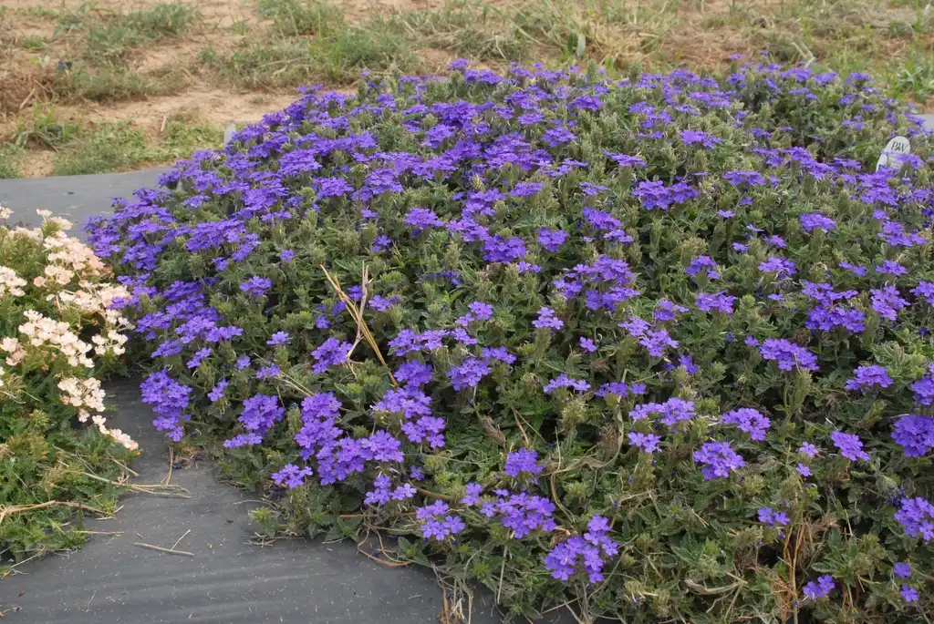 Photo of Verbena x hybrida - 'Superbena Royale Chambray' Flower Form:Jim Robbins