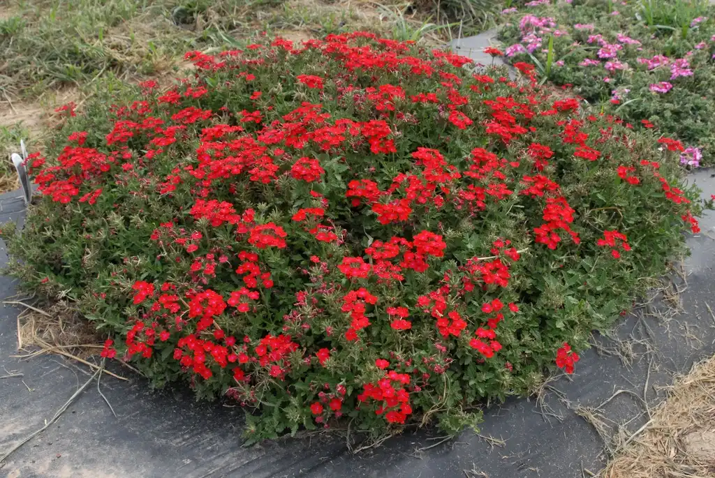 Photo of Verbena x hybrida - 'Superbena Royale Iced Cherry' Flower Form:Jim Robbins