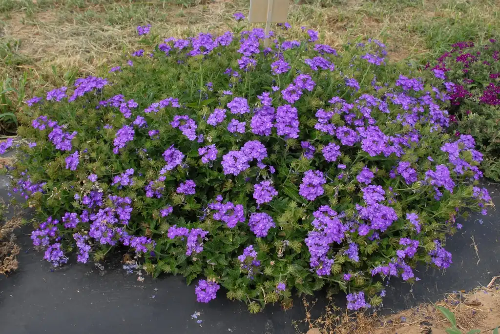 Photo of Verbena x hybrida - 'Superbena Violet Ice' Flower Form:Jim Robbins