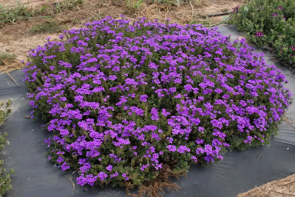 Photo of Verbena x hybrida - 'Tapian Blue' Flower Form:Jim Robbins