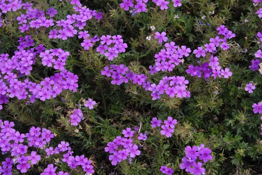 Photo of Verbena x hybrida - 'Tapian Blue' Flower and Leaves:Jim Robbins
