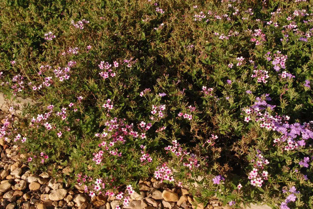 Photo of Verbena x hybrida - 'Lanai Bright Eye' Flower Form:Jim Robbins