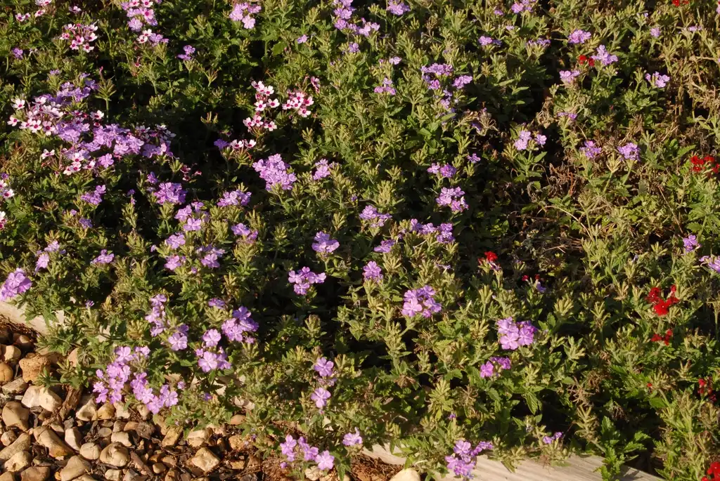 Photo of Verbena x hybrida - 'Lanai Lavender Star' Flower Form:Jim Robbins