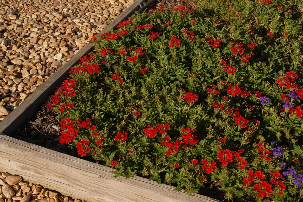Photo of Verbena x hybrida - 'Lascar Compact Dark Red' Flower Form:Jim Robbins