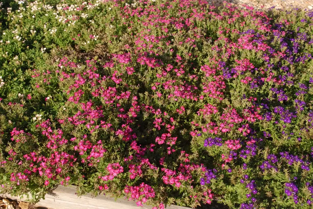 Photo of Verbena x hybrida - 'Magelana Plum Frost' Flower Form:Jim Robbins