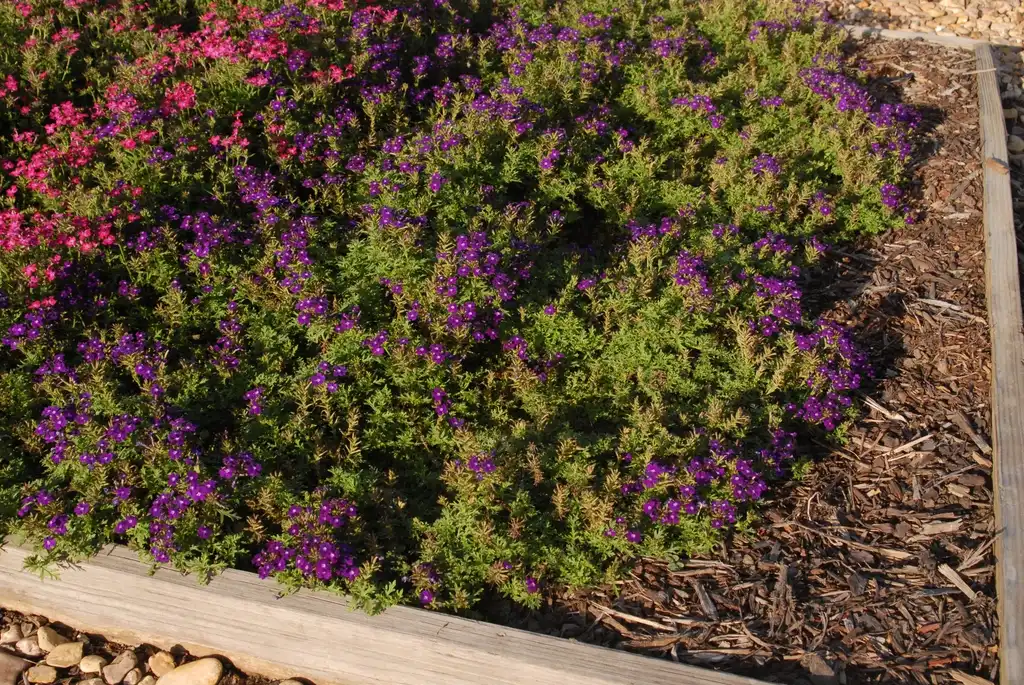 Photo of Verbena x hybrida - 'Magelana Purple' Flower Form:Jim Robbins