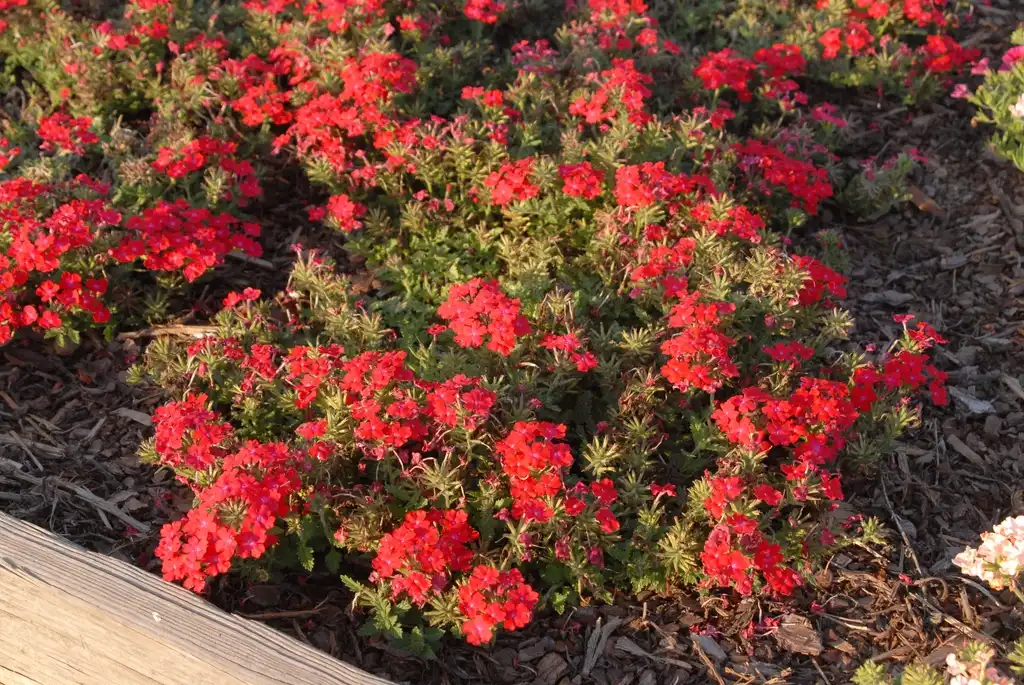 Photo of Verbena x hybrida - 'Royal Iced Cherry' Flower Form:Jim Robbins