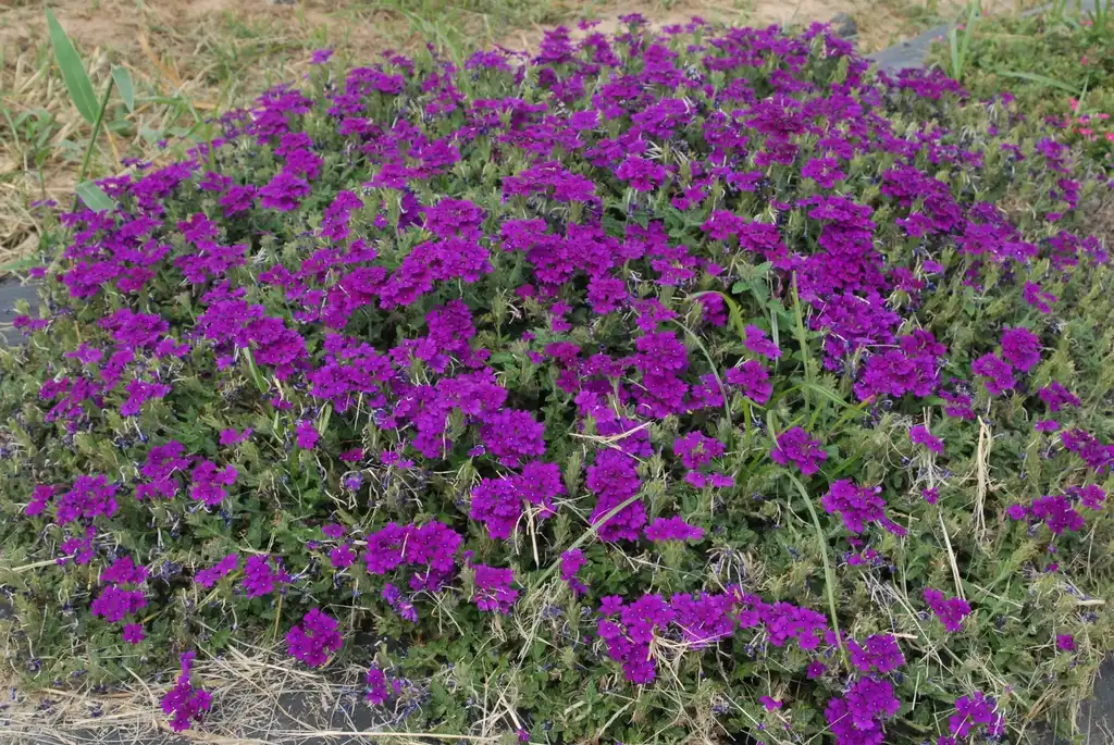 Photo of Verbena x hybrida - 'Enduro Purple' Flower Form:Jim Robbins