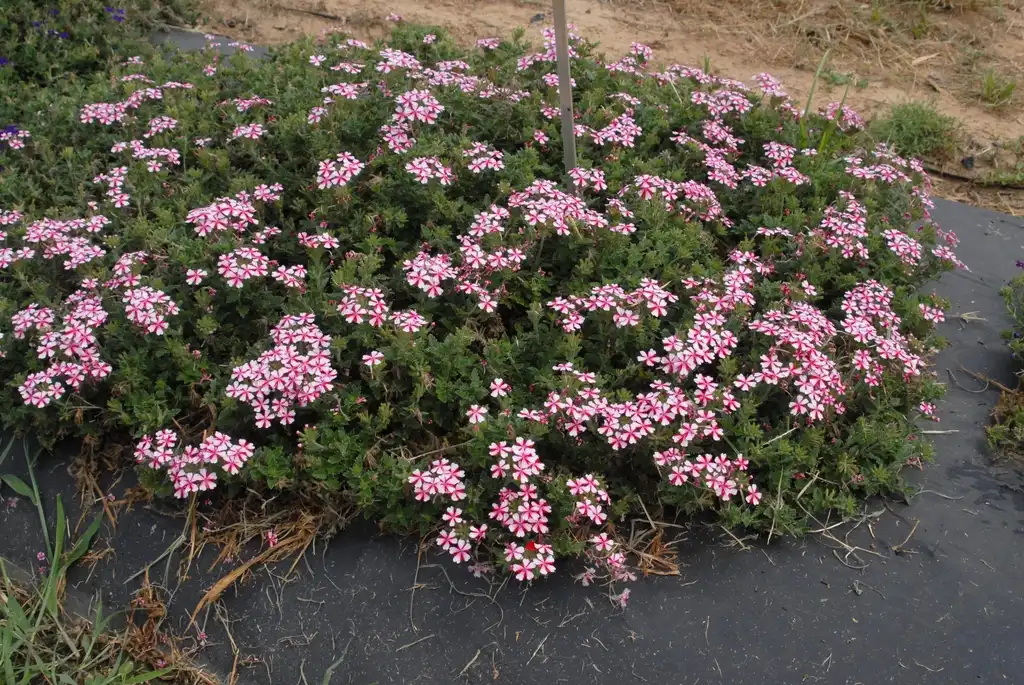 Photo of Verbena x hybrida - 'Lanai Candy Cane' Flower Form:Jim Robbins