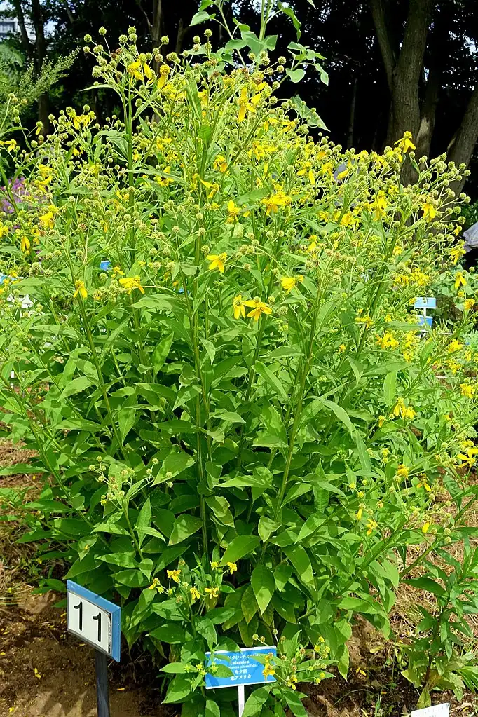 Фото Verbesina alternifolia (Verbesina alternifolias)