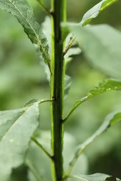 Фото Verbesina alternifolia - Stems and leaves:Dan Nydick