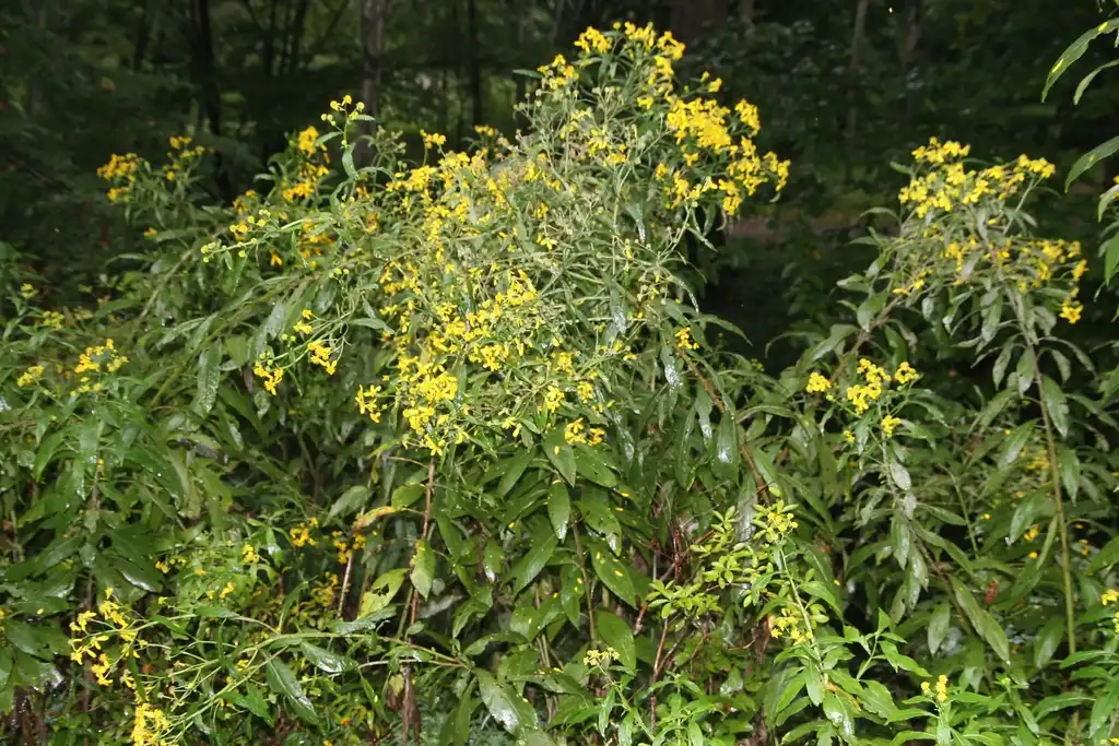 Фото Verbesina alternifolia - Blooms:David J. Stang