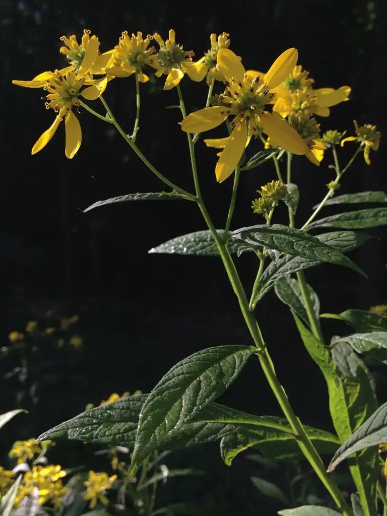 Фото Verbesina alternifolia - Flower and stem:Fritzflohrreynolds