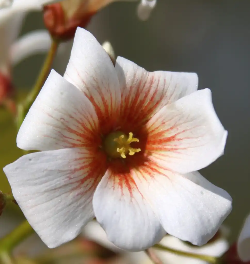Фото Vernicia fordii (Vernicia fordiis)