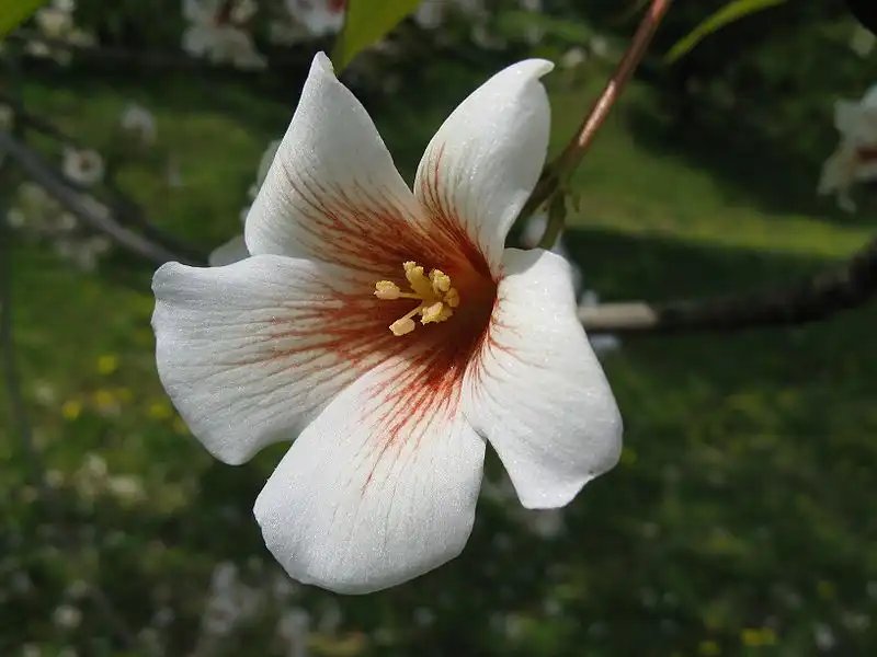 Фото Vernicia fordii (Vernicia fordiis)