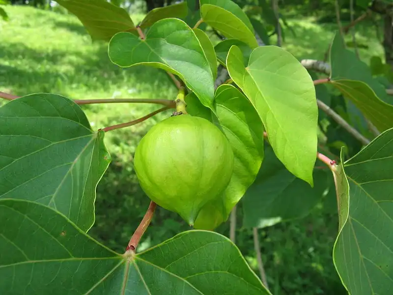 Фото Vernicia fordii - Foliage and unripe fruit:Kenpei