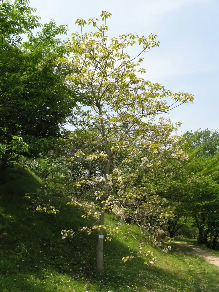 Фото Vernicia fordii - Growth habit:KENPEI