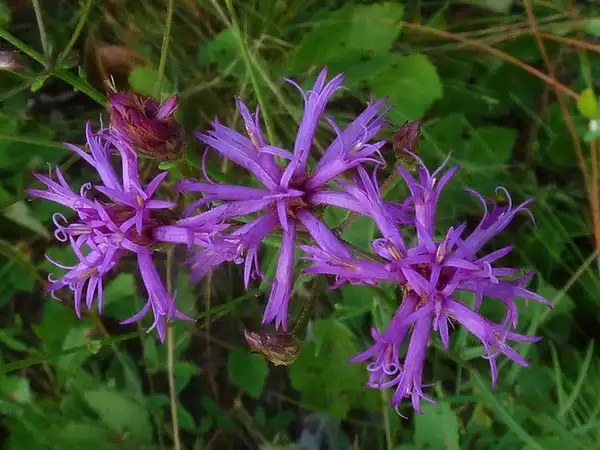 Foto de Vernonanthura nudiflora (Vernonanthura nudifloras)