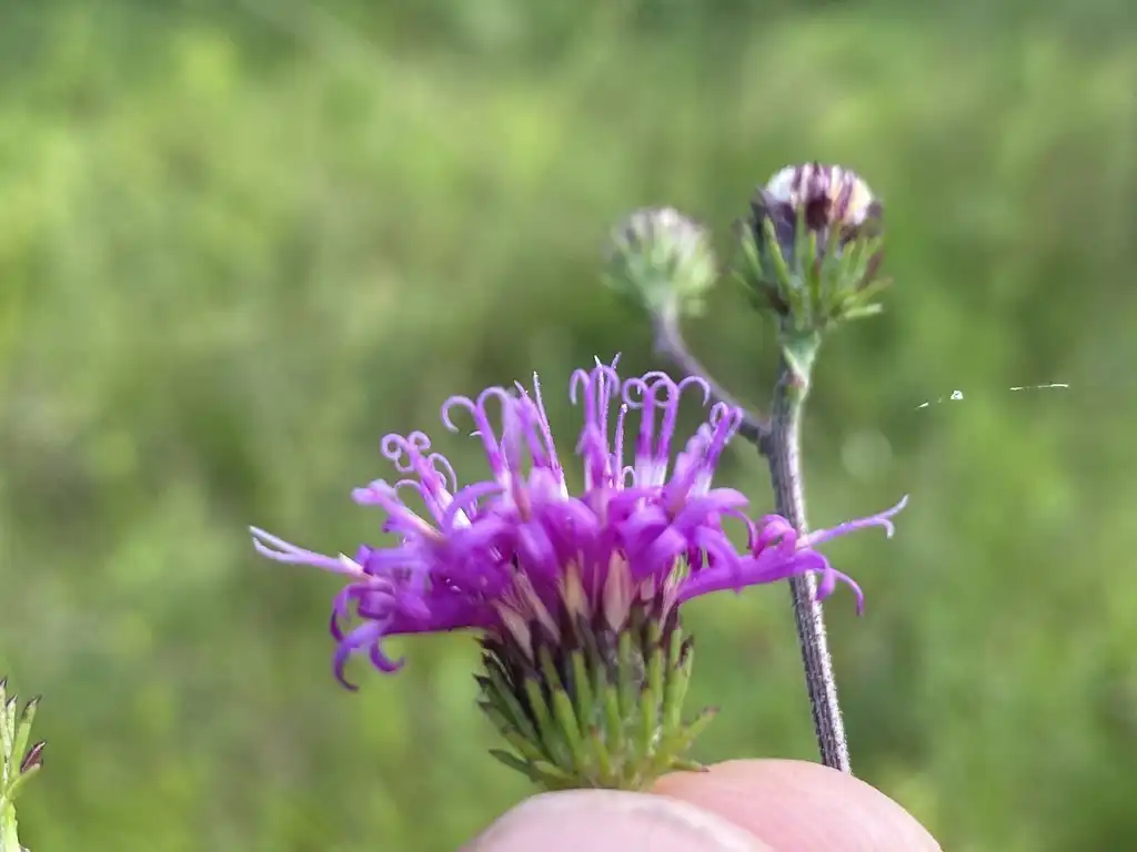 Foto de Vernonia acaulis (Vernonia acauliss)