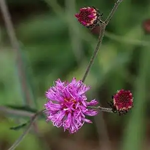Foto de Vernonia acaulis (Vernonia acauliss)