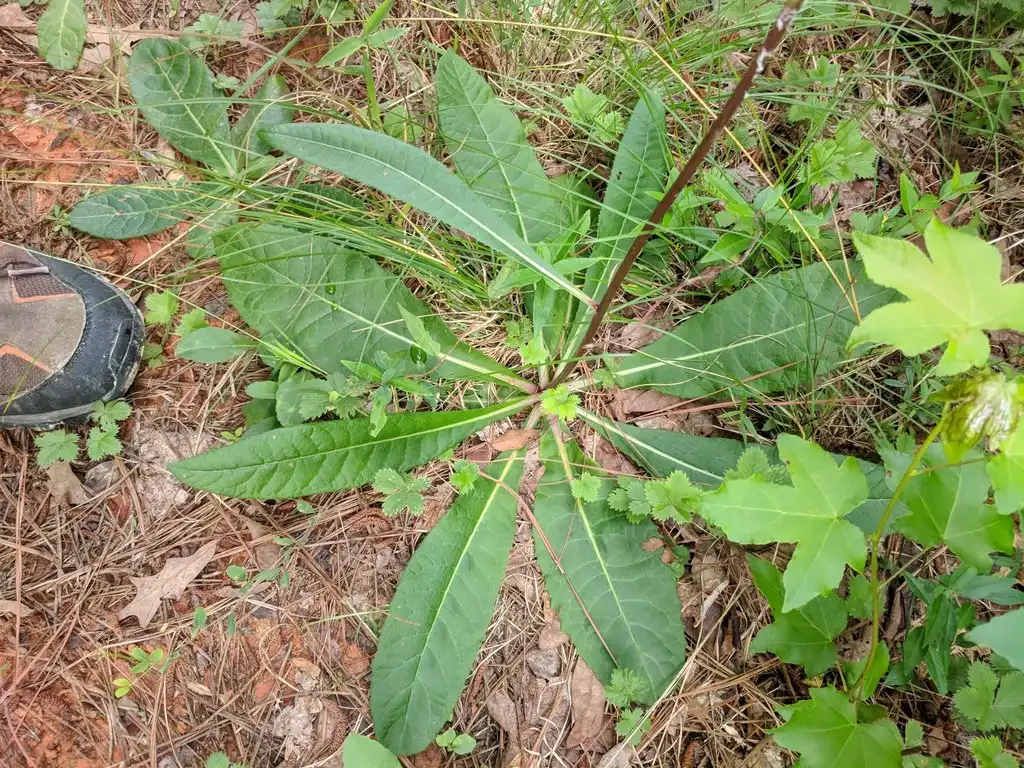 Foto de Vernonia acaulis - Basal rosette:Conor McMahon