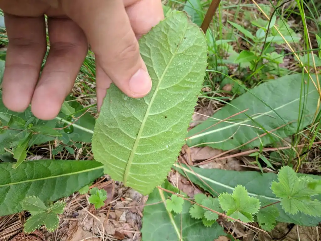 Foto de Vernonia acaulis - Underside of leaf:Conor McMahon