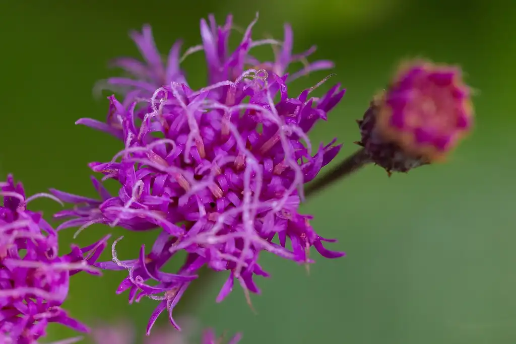 Foto de Vernonia glauca (Vernonia glaucas)