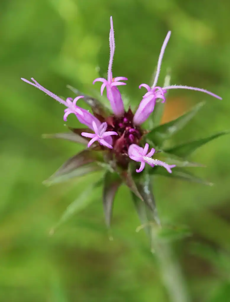 Foto de Vernonia glauca - Flower head:cotinis