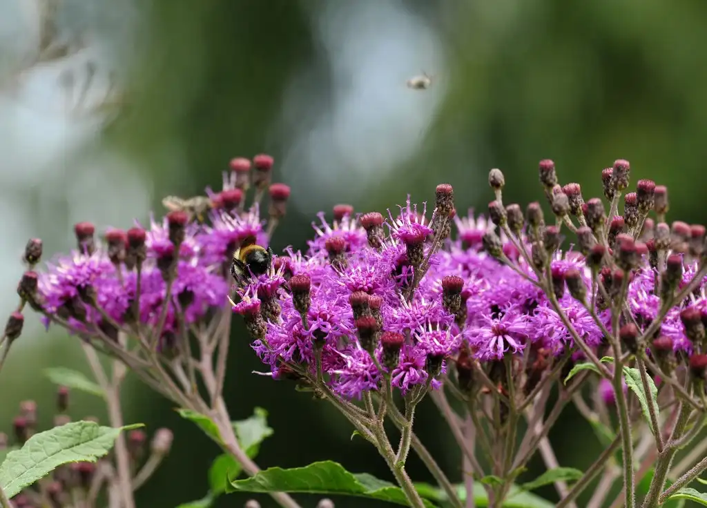Foto de Vernonia glauca - Flowers and buds:Steven Severinghaus