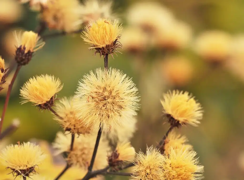 Foto de Vernonia glauca - Seed pods:Steven Severinghaus