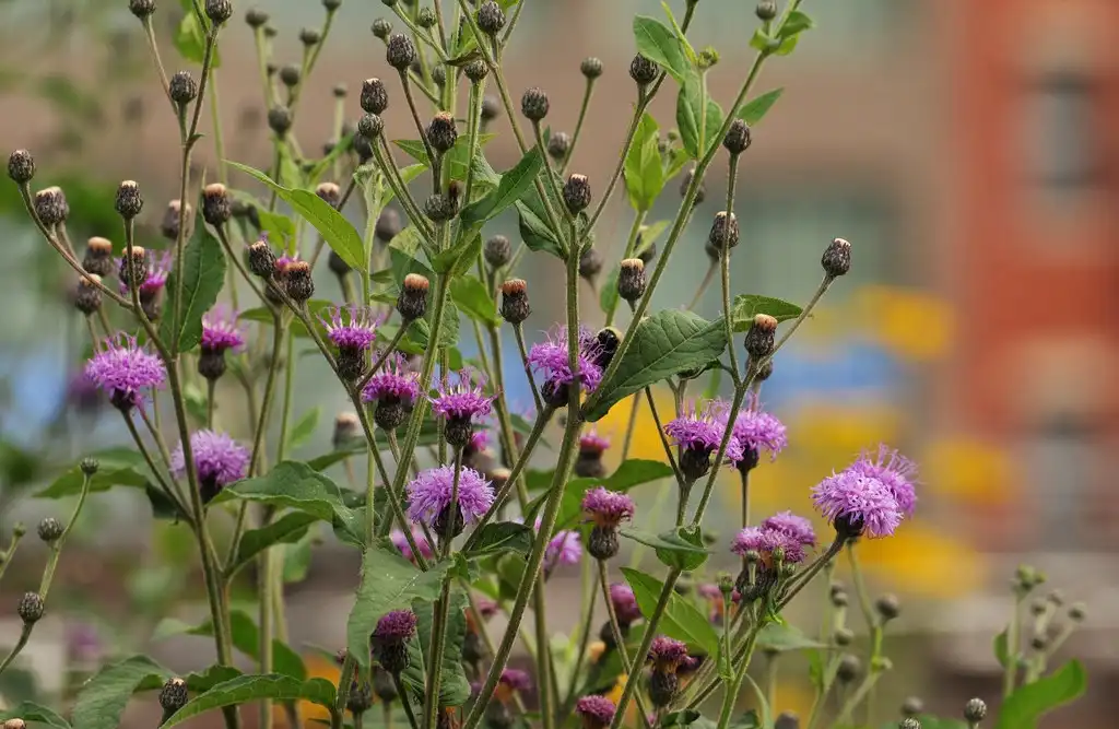 Foto de Vernonia glauca - Stems:Steven Severinghaus