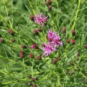 Photo of Vernonia lettermanii (Vernonia lettermaniis)